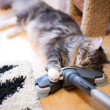 chat et aspirateur